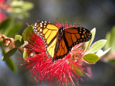 monarch butterfly 1