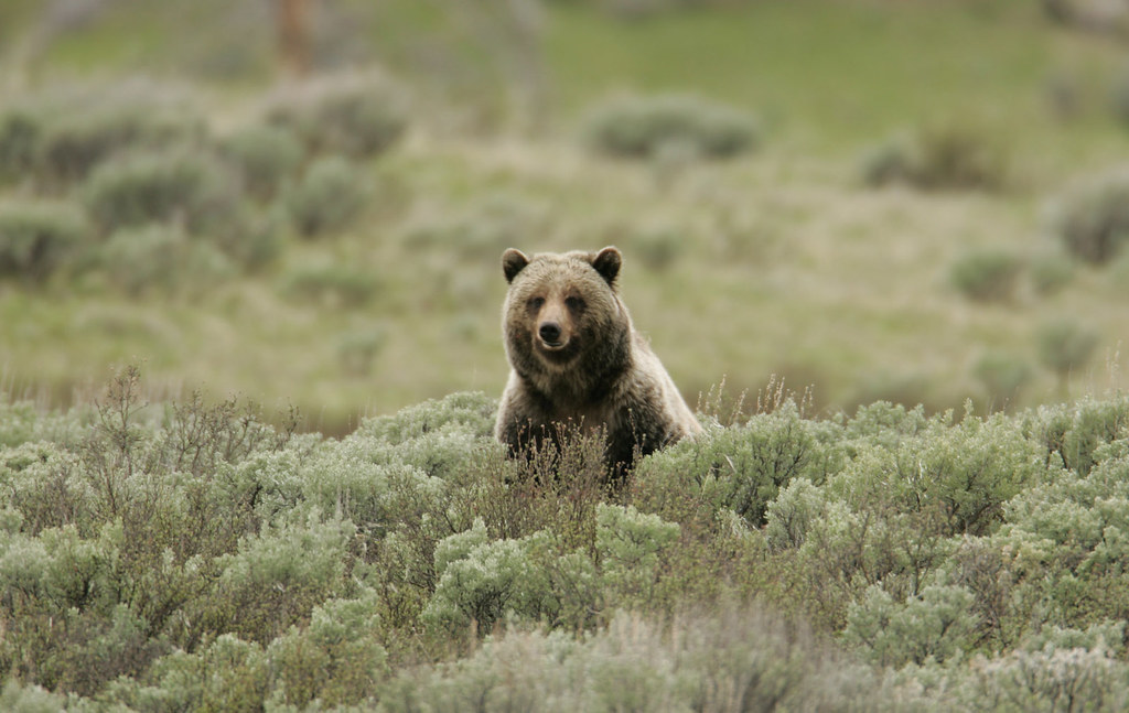 grizzly bear 1