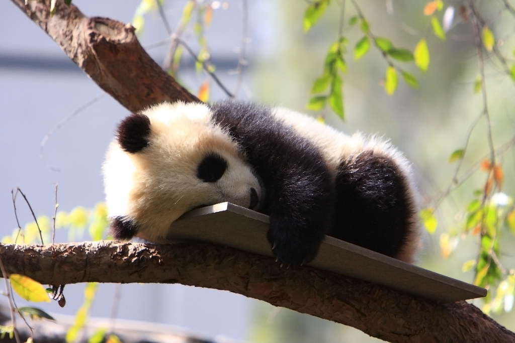 panda bear cub
