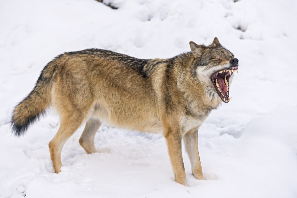 wolf yawn