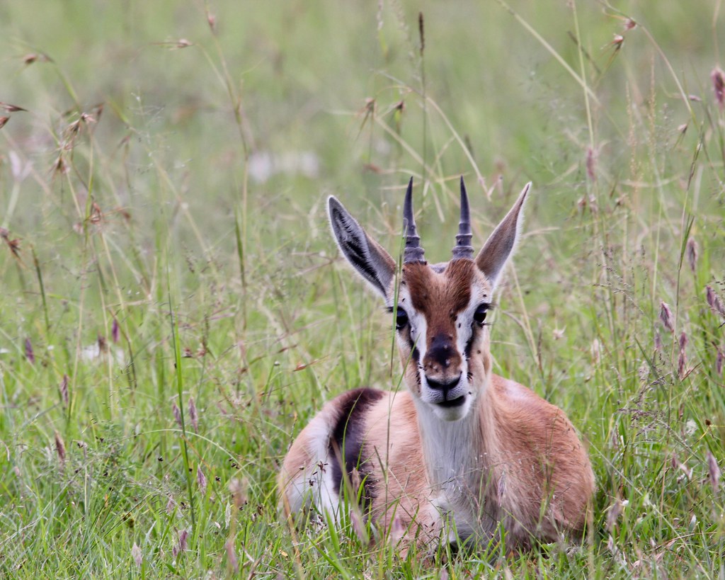 female gazelle