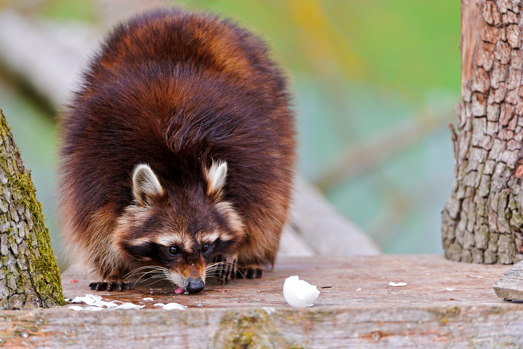 raccoon eating