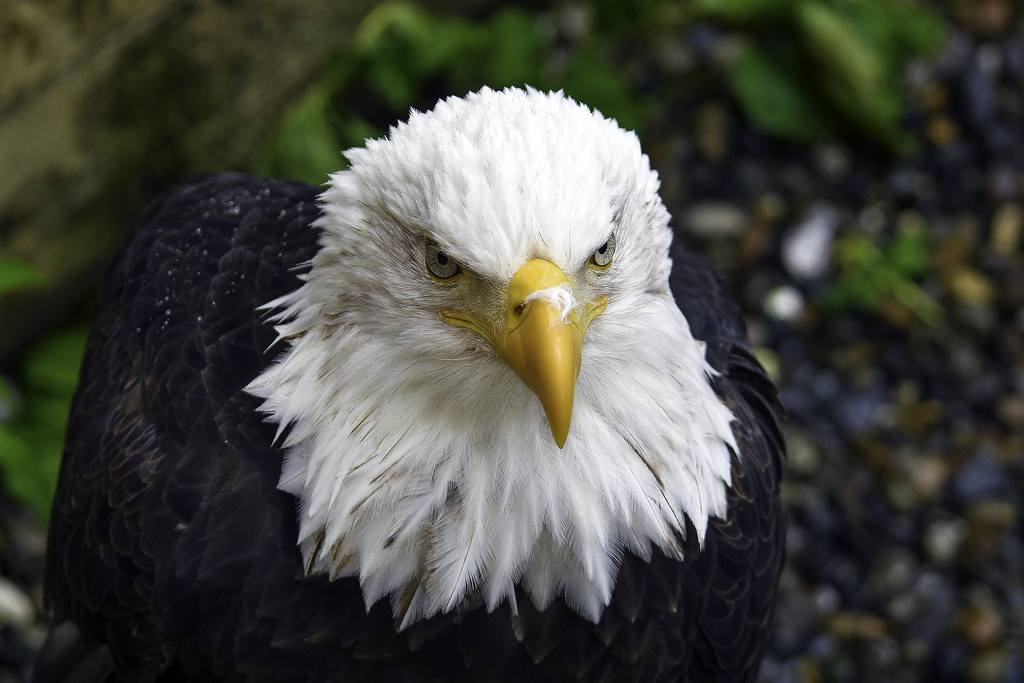 bald eagle