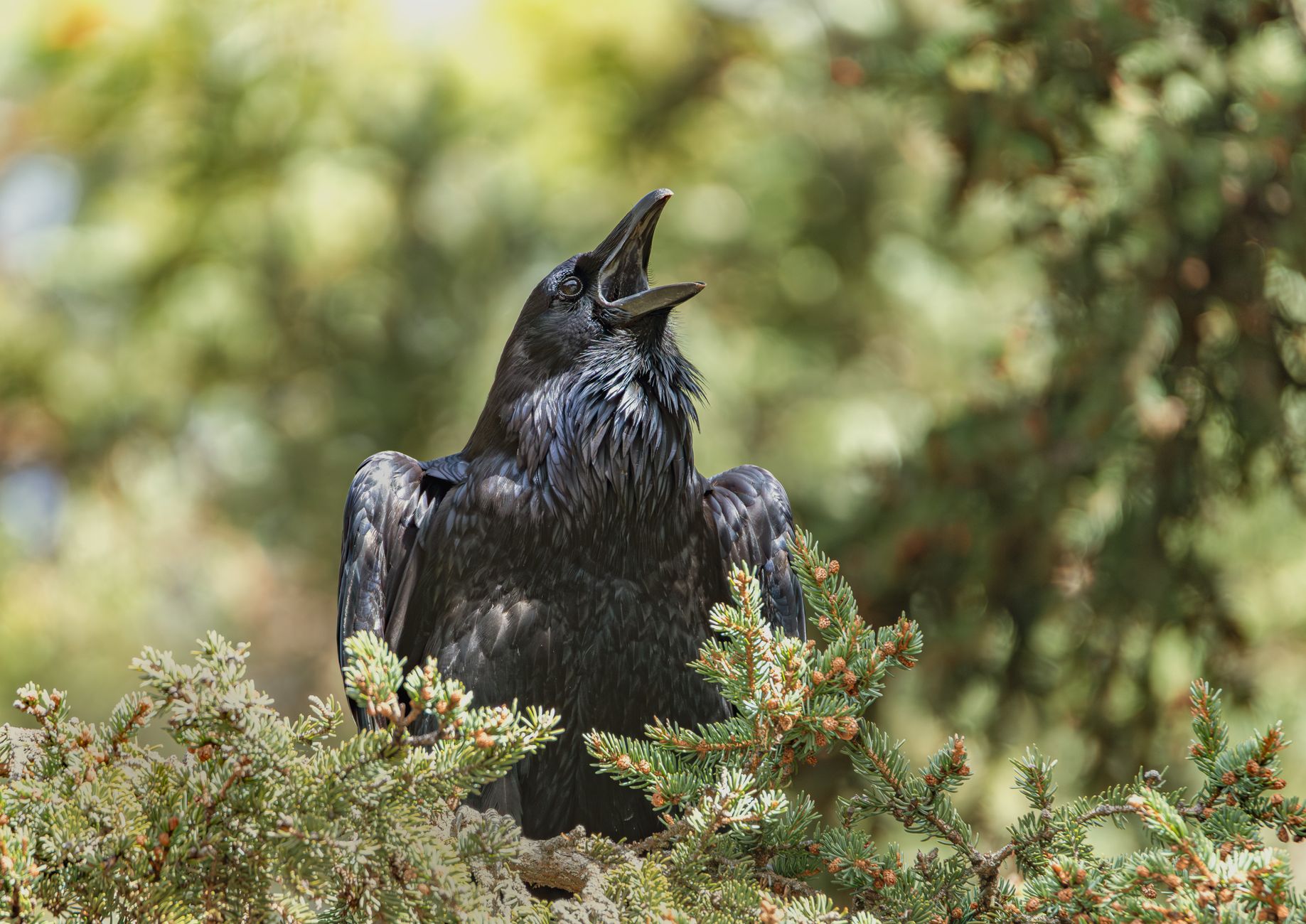 majestic raven perched in jasper national park