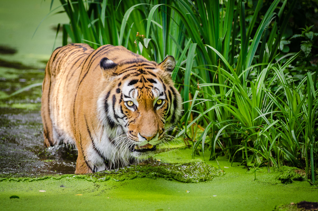 siberian tiger 2