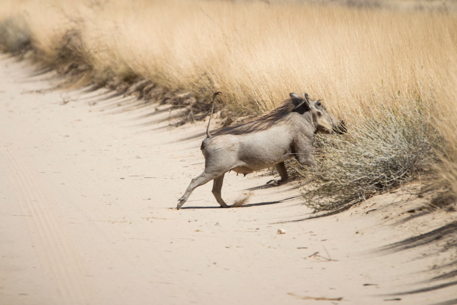 Warthog