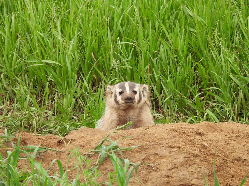 American Badger